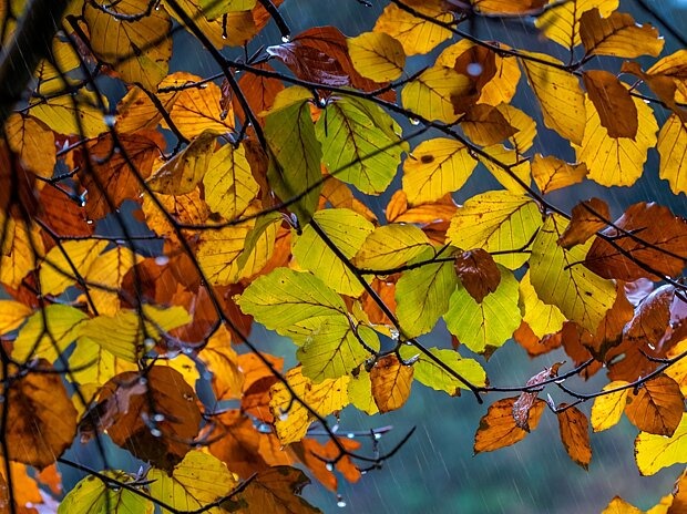 Bewegung für ein starkes Immunssystem Regnerischer Herbsttag